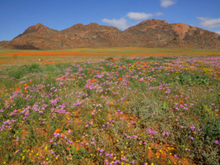 Goegap Nature Reserve => Sud Africa